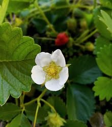 Plants de fraises