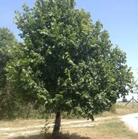 tilleul