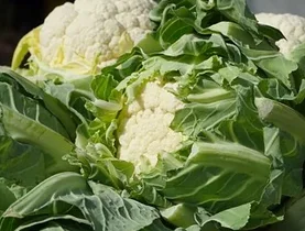 Les choux: Généralités Le choux fleurs 2