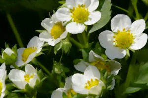 Le fraisier Fraisier en fleurs