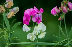 Les pois Pois en fleurs