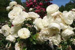 Le rosier