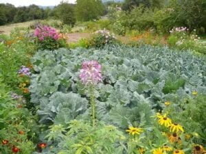 Plantes compagnes