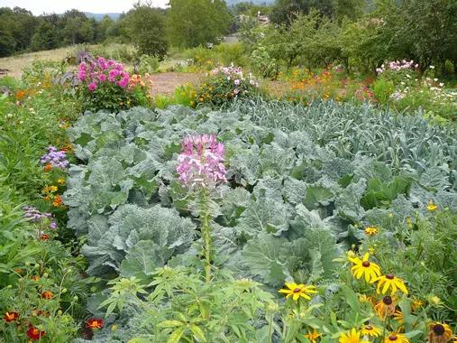 Plantes compagnes