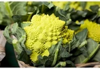 Le chou Romanesco