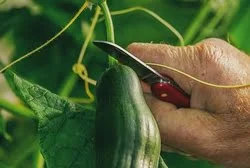 cucumber-3703011__340.jpg