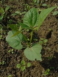 Haricots verts en plein terre
