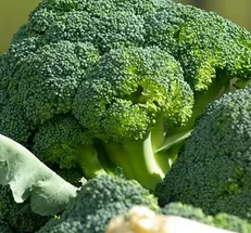 Les choux brocolis Le chou-brocoli