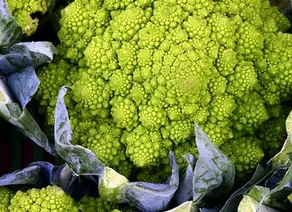 Les choux Romanesco le chou romanesco