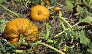Des courges