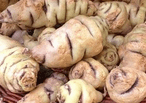 Tubercules de capucines tubéreuses