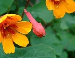 La capucine tubéreuse Fleurs de capucine tubéreuse