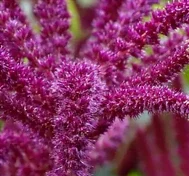 Amarante en fleurs
