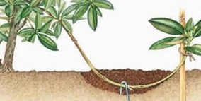 Marcottage Method Les différents types de marcottage - Spotjardin