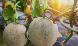 Les melons