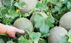Culture de melon