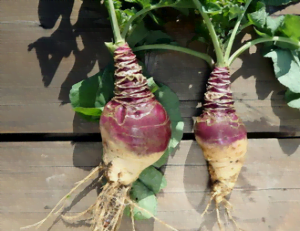 Le rutabaga