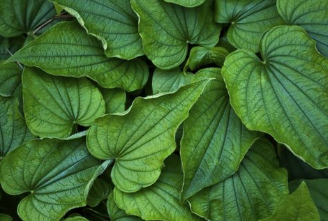 Culture de l'igname de Chine