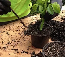 Les boutures Bouturage