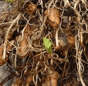 Tubercules de la châtaigne de terre 