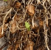 Tubercules de la châtaigne de terre