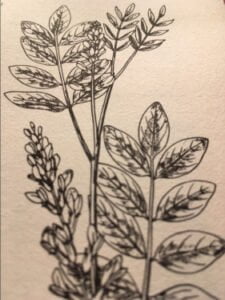 La réglisse (licorice root) ou plus scientifiquement : Glycyrrhiza Glabra La réglisse