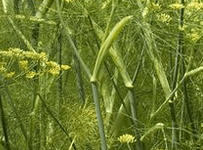 Fenouil perpétuel en fleur