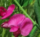La gesse commune en fleur