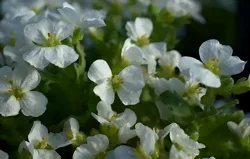 L'arabis en fleurs