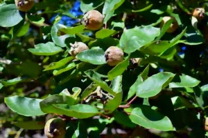 Des coings dans un cognassier