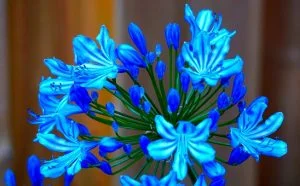 Fleur d'agapanthe