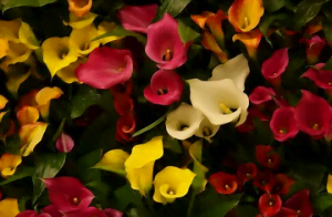 Les arums en fleurs