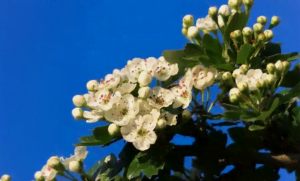 L'aubépine L'aubépine en fleurs