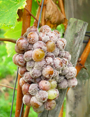 Raisins atteints de botrytis