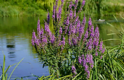 Salicaire en fleurs au bord de l'eau