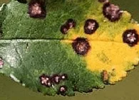 L'anthracnose 2