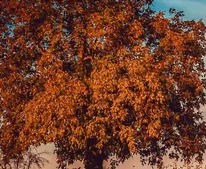 Le noyer à la saison automnale