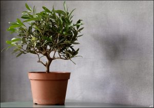 Bonsai