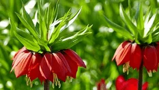 La couronne impériale en fleurs