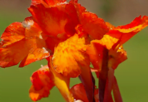 La fleur du canna