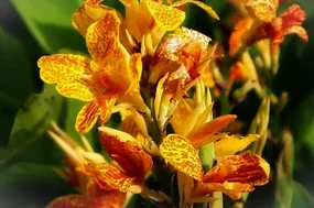 Fleurs de canna