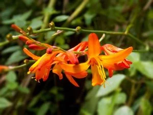 Le crocosmia en fleurs