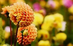 La floraison du dahlia