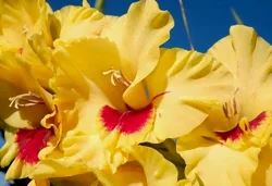 Le glaïeul en fleur