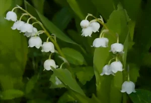 Le muguet