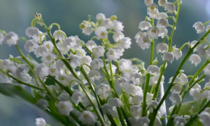 Le muguet Le muguet en fleurs