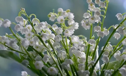 Le muguet en fleurs