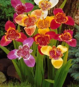 L'œil de paon en fleurs multicolores