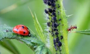 Coccinelle