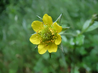 Fleur de la benoîte